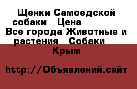 Щенки Самоедской собаки › Цена ­ 25 000 - Все города Животные и растения » Собаки   . Крым